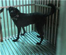 Photo of No. HAAAG1070923601, Adult · Female · Medium · Mixed breed
