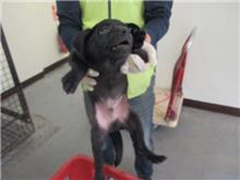 Black male mixed-breed dog, Small, shelter no. …5014
