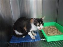 Photo of No. CAAAG1090714012, Adult · Female · Medium · Mixed breed