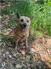 Tan adult male mixed-breed dog, Medium, shelter no. …9002