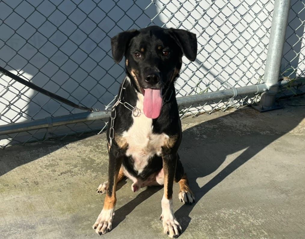 Photo of No. 111112702, Adult · Male · Medium · Mixed breed