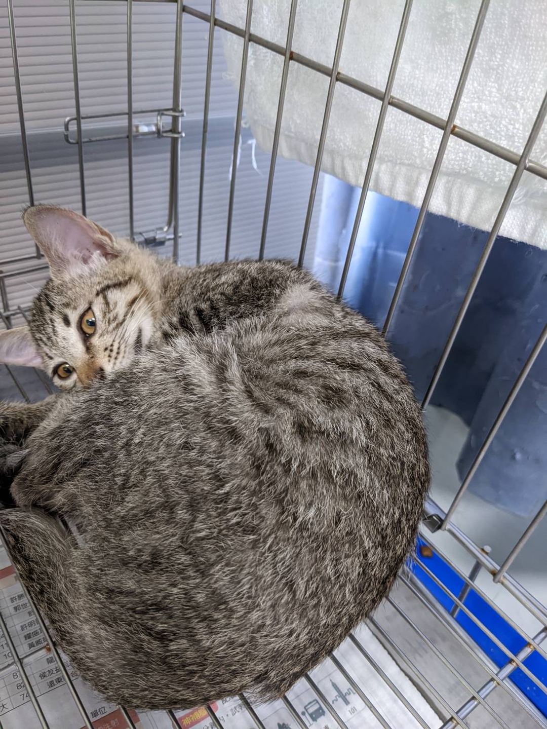 Tabby young female mixed-breed cat, Small, shelter no. …2802