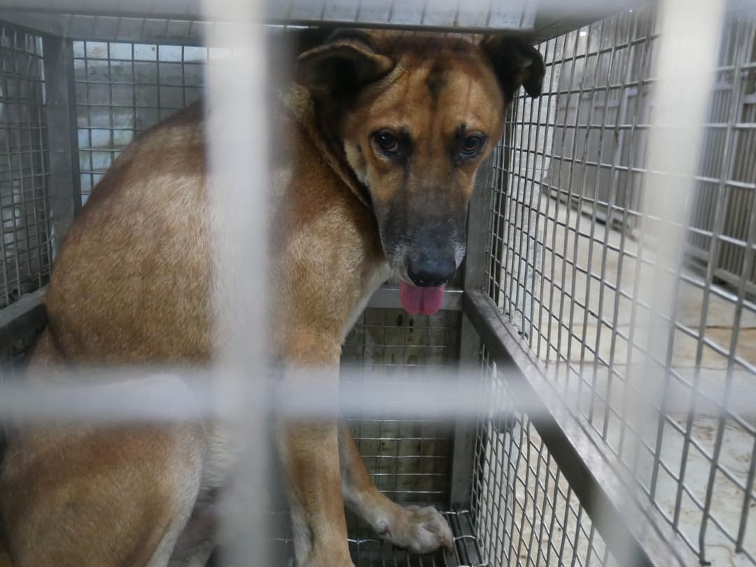 Photo of No. S111129-09, Adult · Female · Medium · Mixed breed