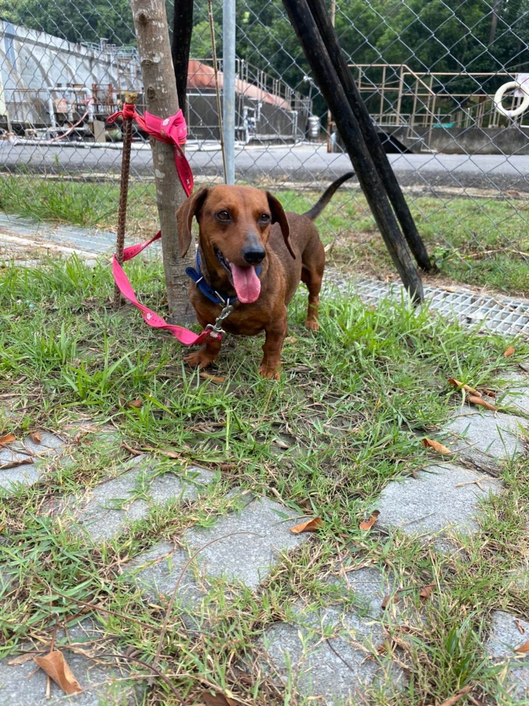 Tan adult male dachshund, Medium, shelter no. …0001