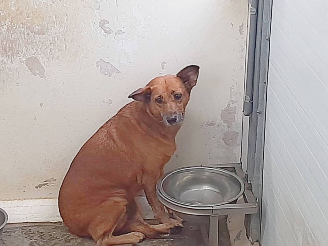 Photo of No. 111113001, Adult · Female · Medium · Mixed breed