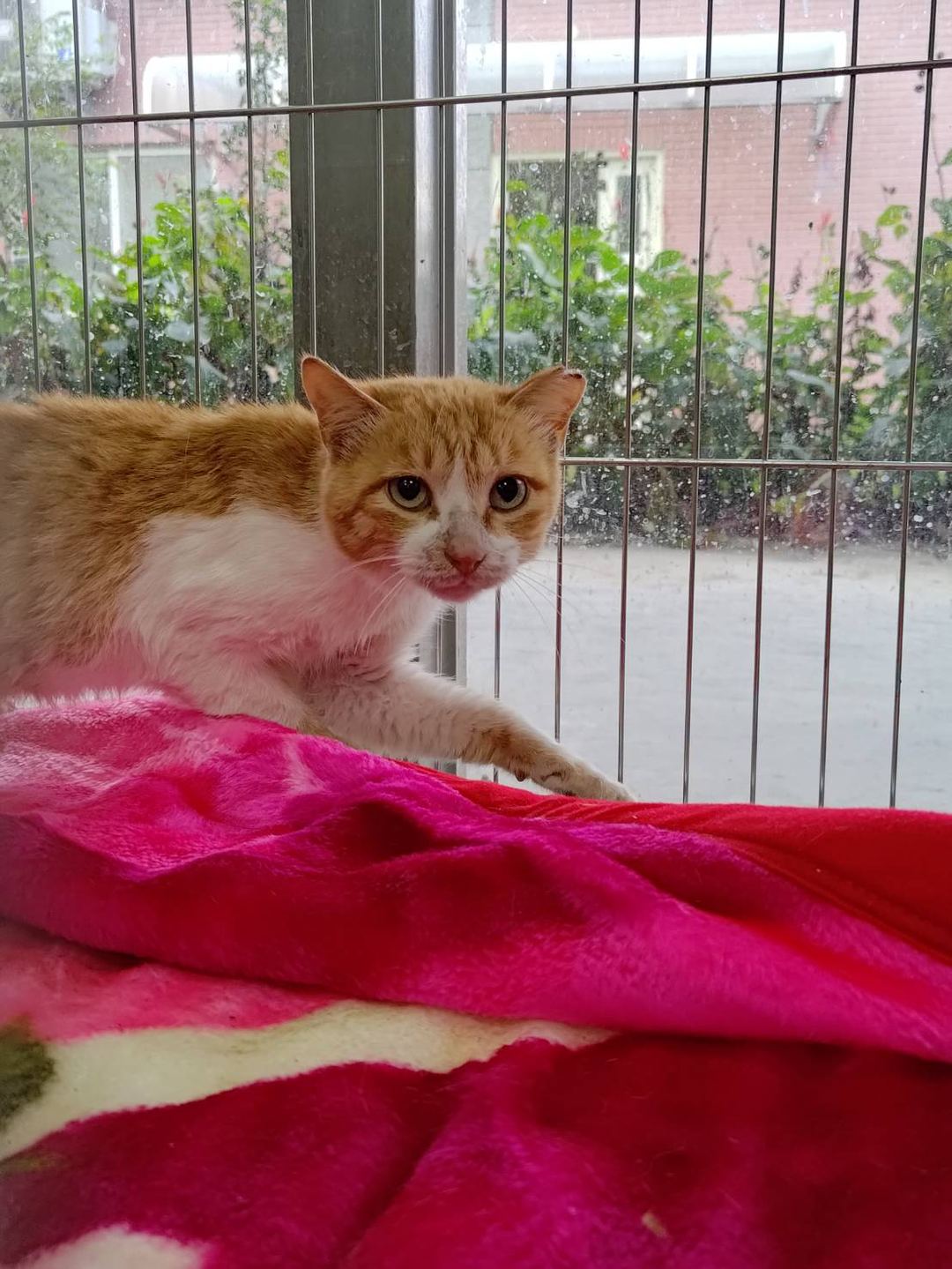 Orange-and-white adult male mixed-breed cat, Medium, shelter no. …2005