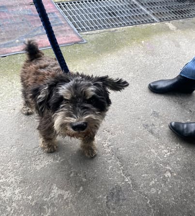Photo of No. AAADG2022120202, Adult · Male · Small · Miniature Schnauzer