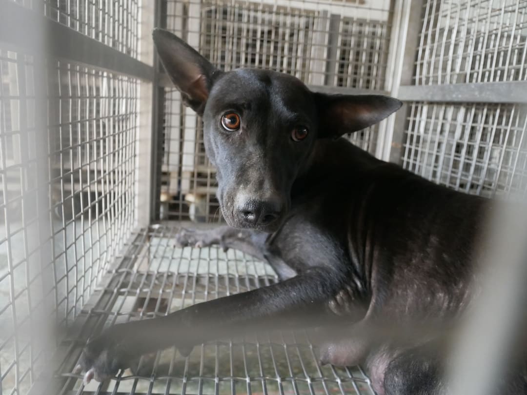 Photo of No. S111201-02, Adult · Female · Medium · Mixed breed