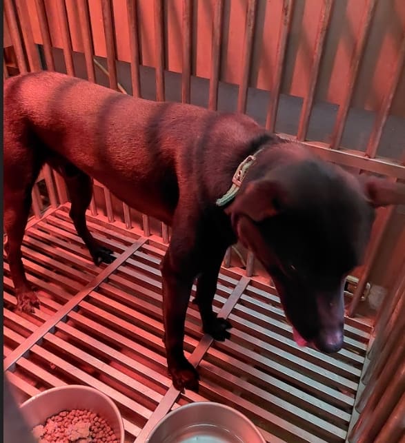 Black adult male mixed-breed dog, Medium, shelter no. …5001