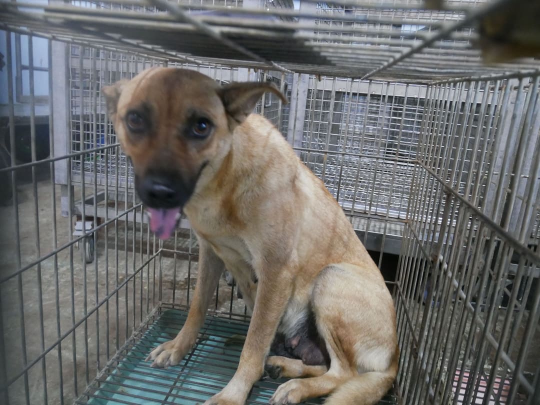 Photo of No. S111130-06, Adult · Female · Medium · Mixed breed