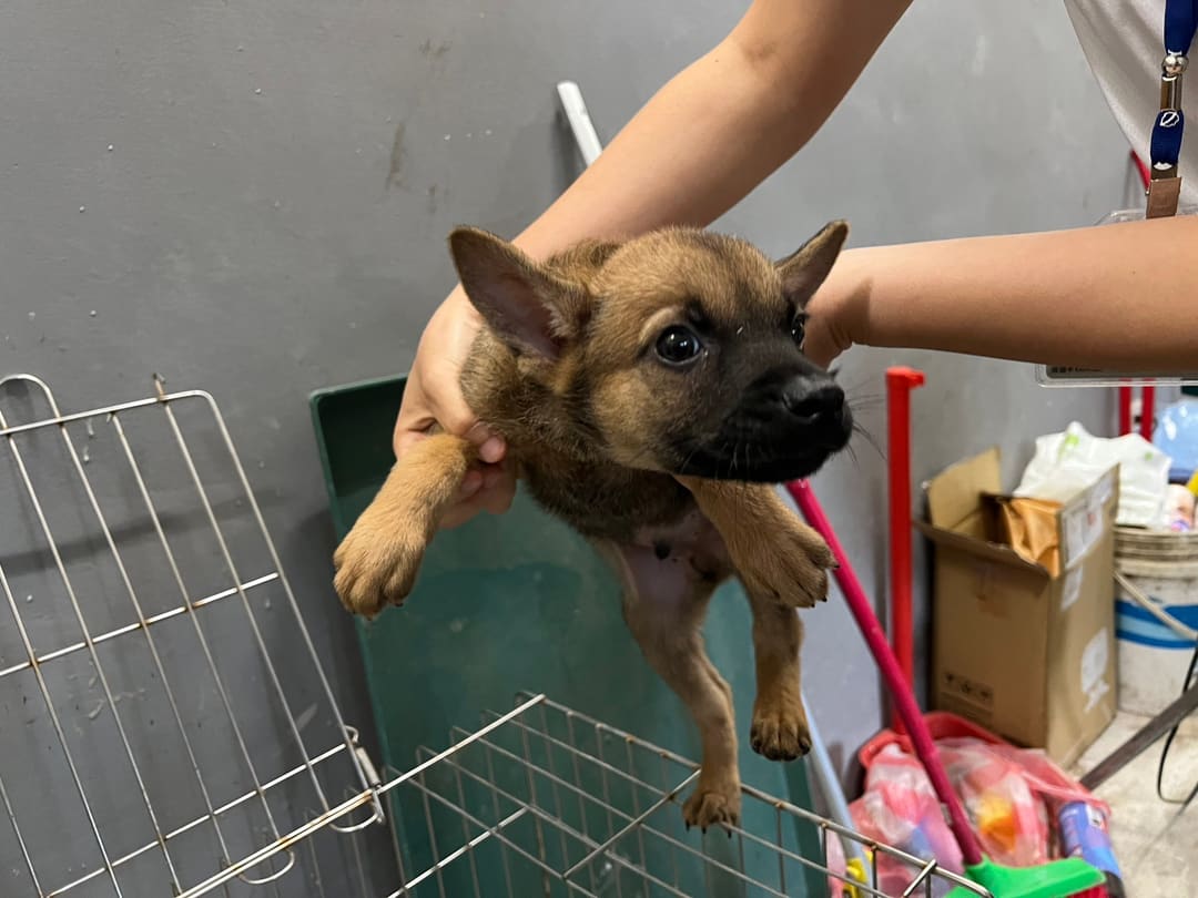 Photo of No. RAAAG1111206007, Young · Male · Small · Mixed breed