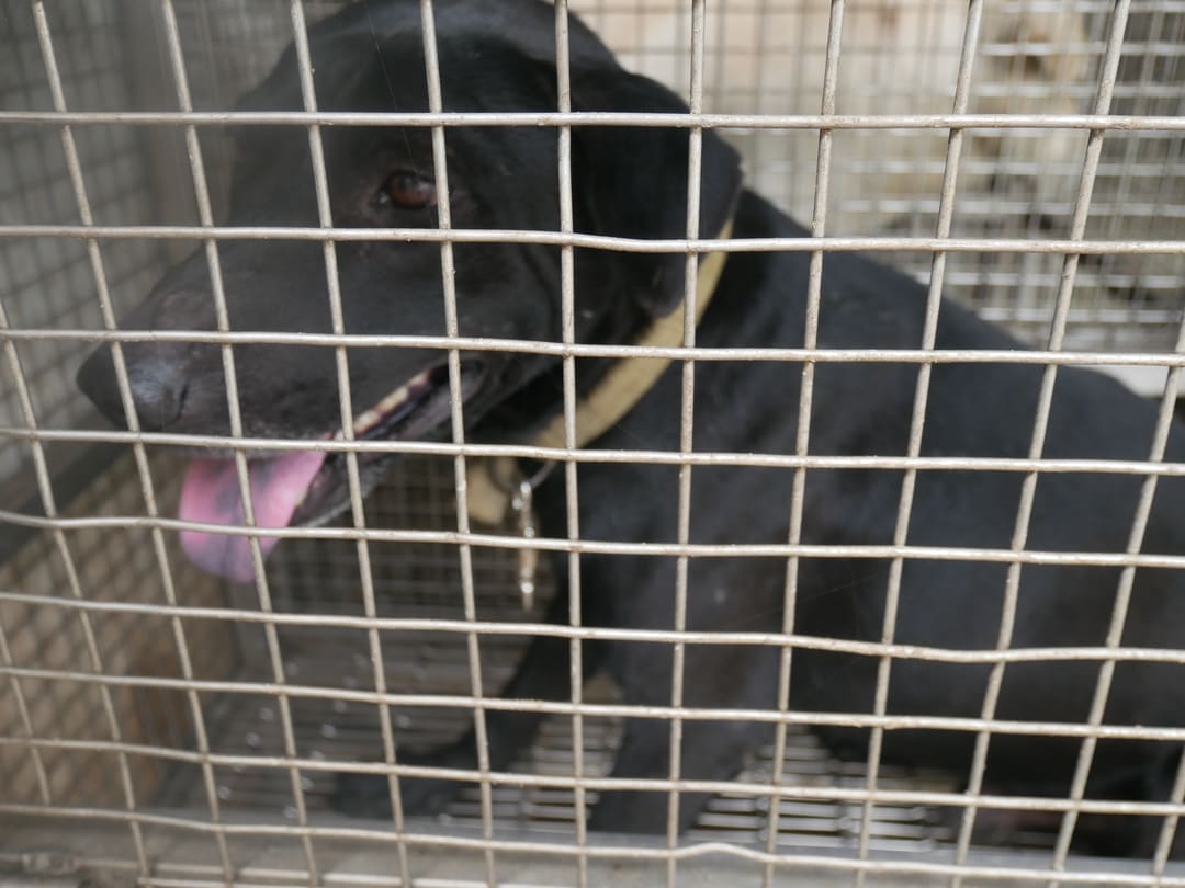 Photo of No. S111206-02, Adult · Male · Medium · Mixed breed