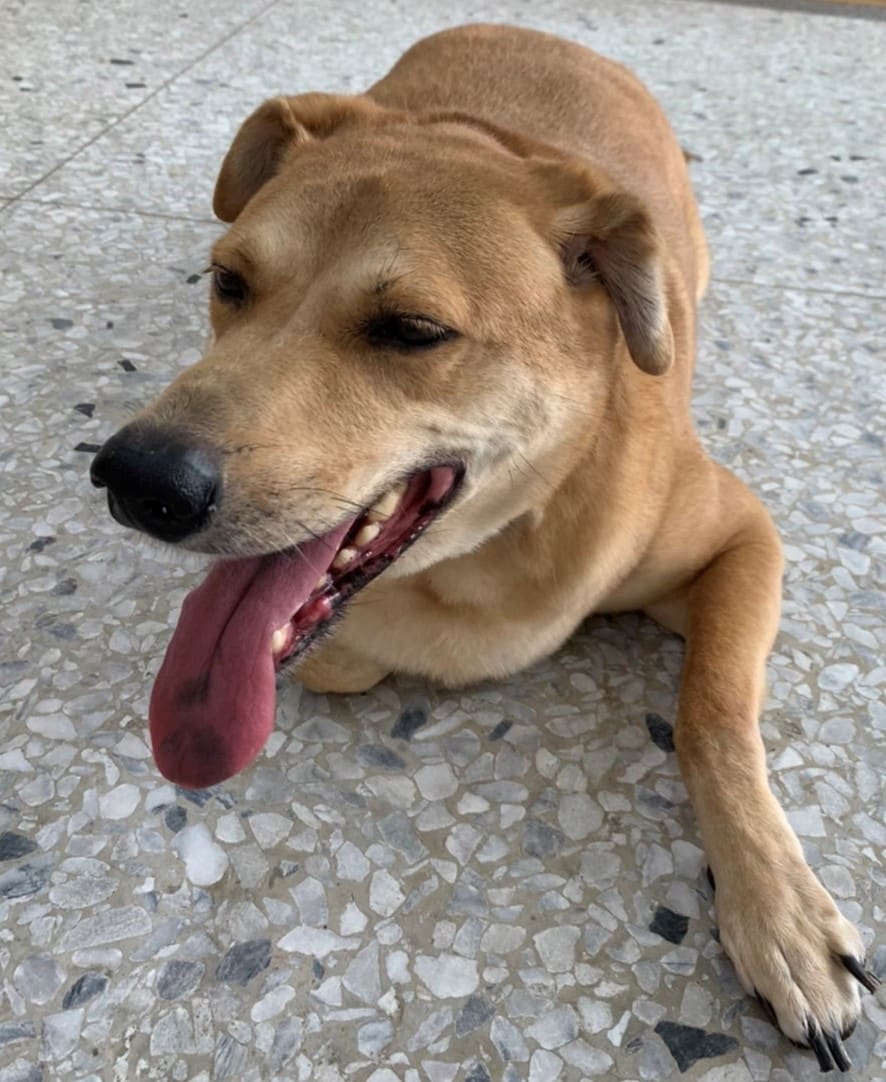 Photo of No. OAAAG1111206003, Adult · Male · Medium · Mixed breed