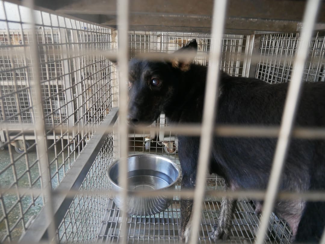 Photo of No. S111207-04, Adult · Female · Small · Mixed breed