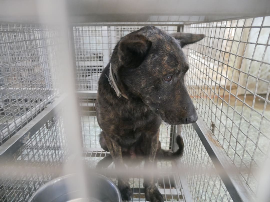 Photo of No. S111208-01, Adult · Male · Medium · Mixed breed