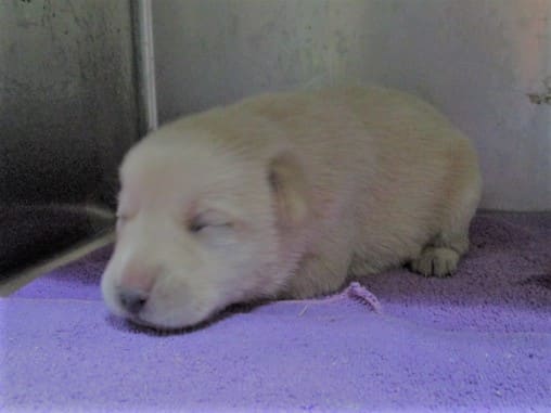Photo of No. LAAAG1111208001, Young · Female · Small · Mixed breed