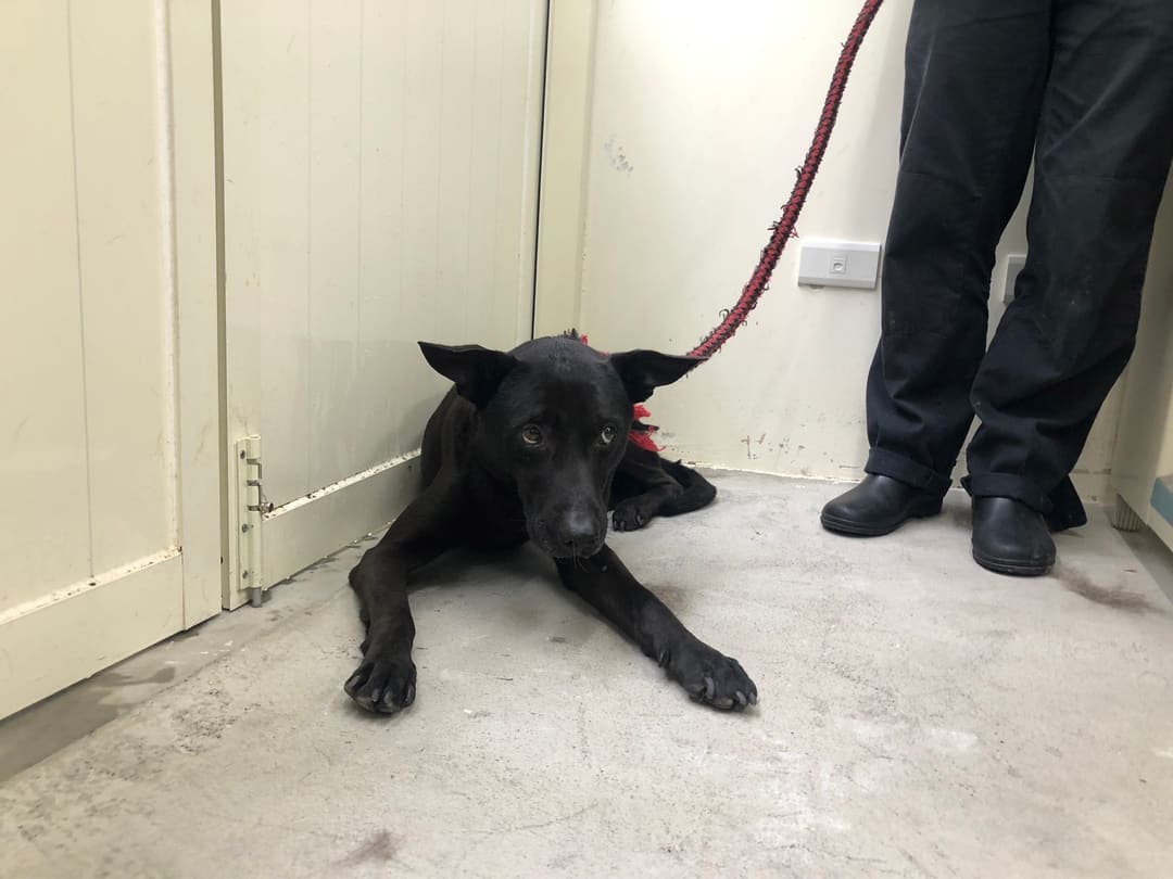 Photo of No. 111120903, Adult · Male · Medium · Mixed breed