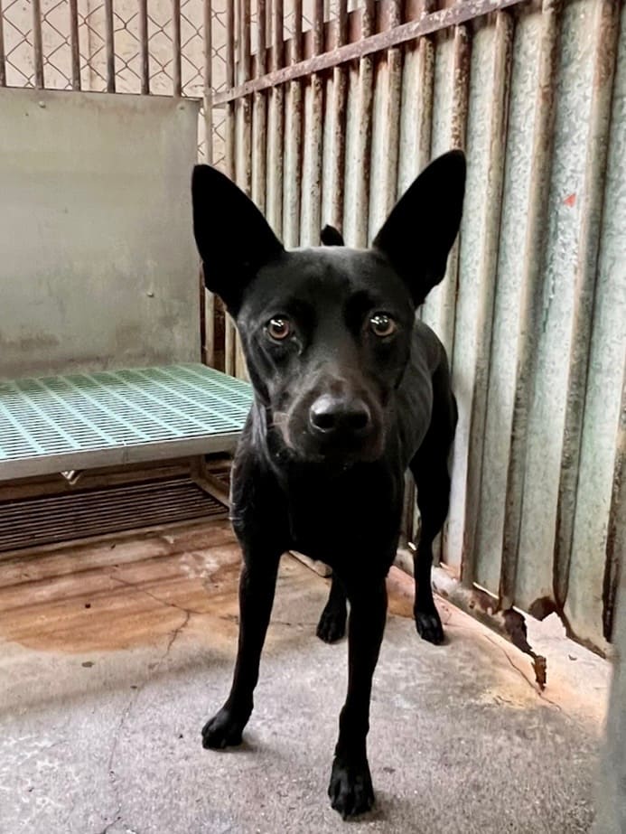 Black adult male mixed-breed dog, Medium, shelter no. …1004