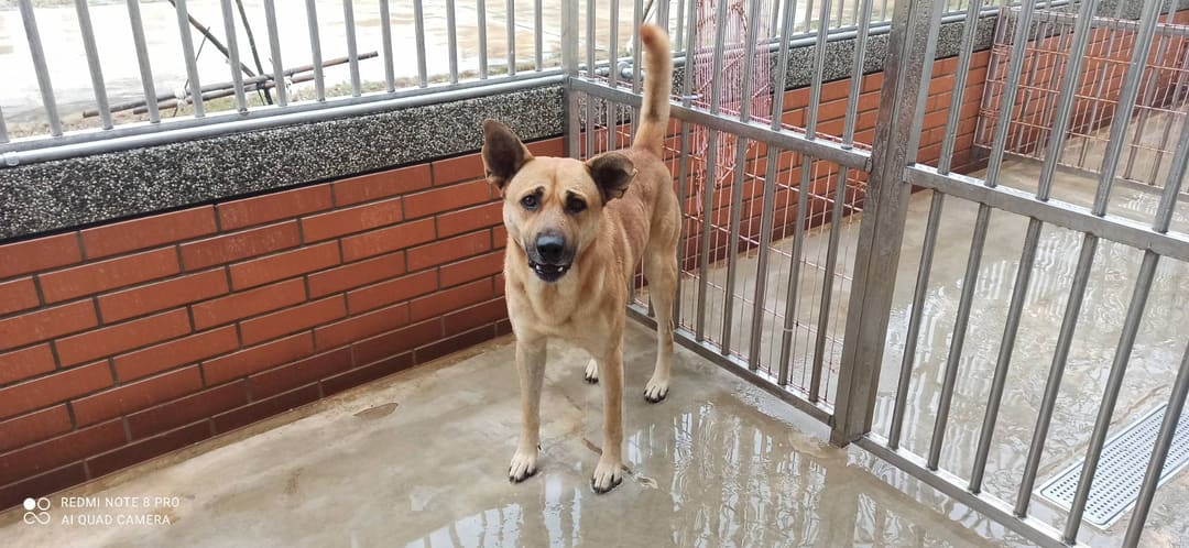 Photo of No. 1111213D01, Adult · Male · Large · Mixed breed