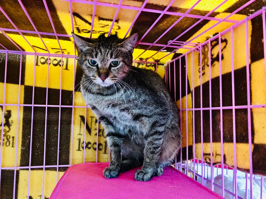 Photo of No. 111121603, Adult · Female · Medium · Mixed breed