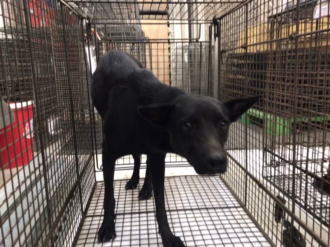 Photo of No. 1111214D02, Adult · Female · Large · Mixed breed