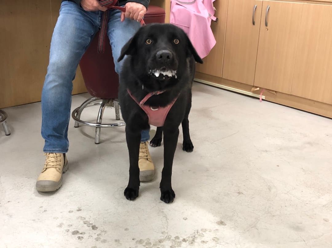 Photo of No. 111121705, Adult · Male · Large · Mixed breed