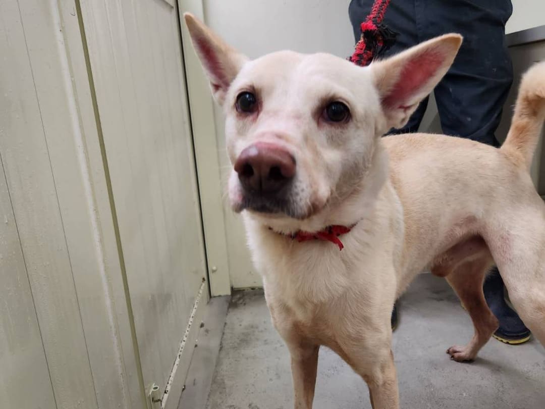 Photo of No. 111121801, Adult · Male · Medium · Mixed breed