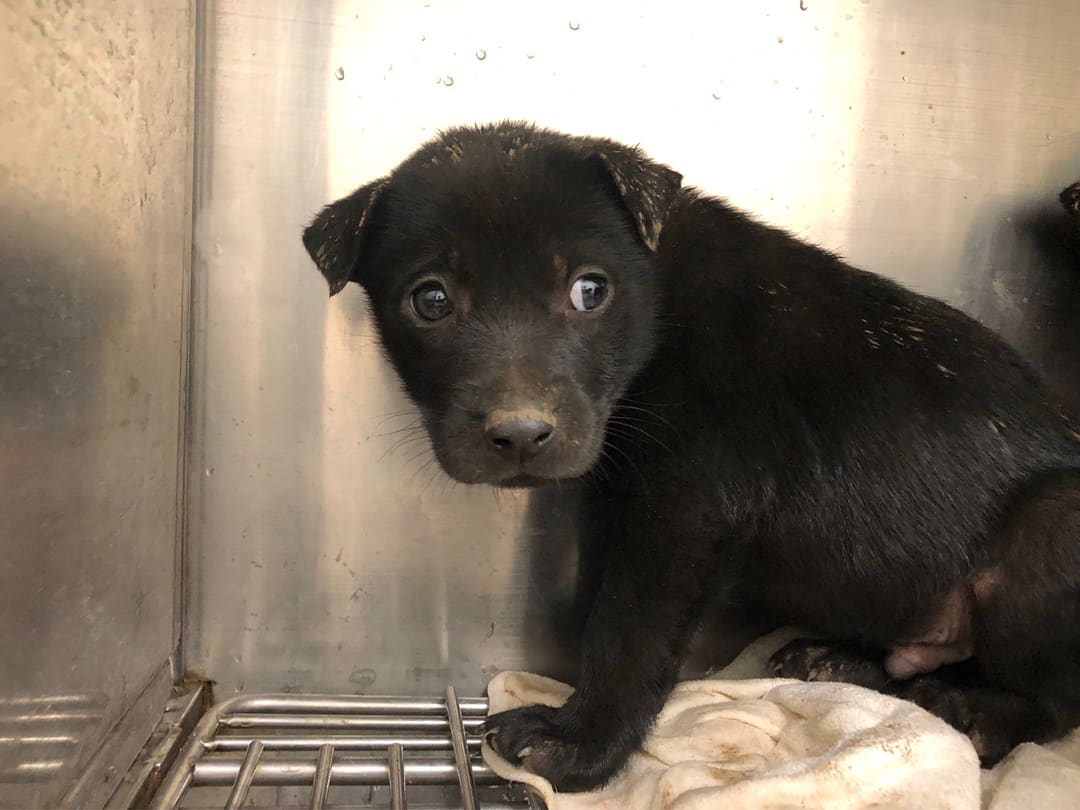 Black young male mixed-breed dog, Small, shelter no. …2009