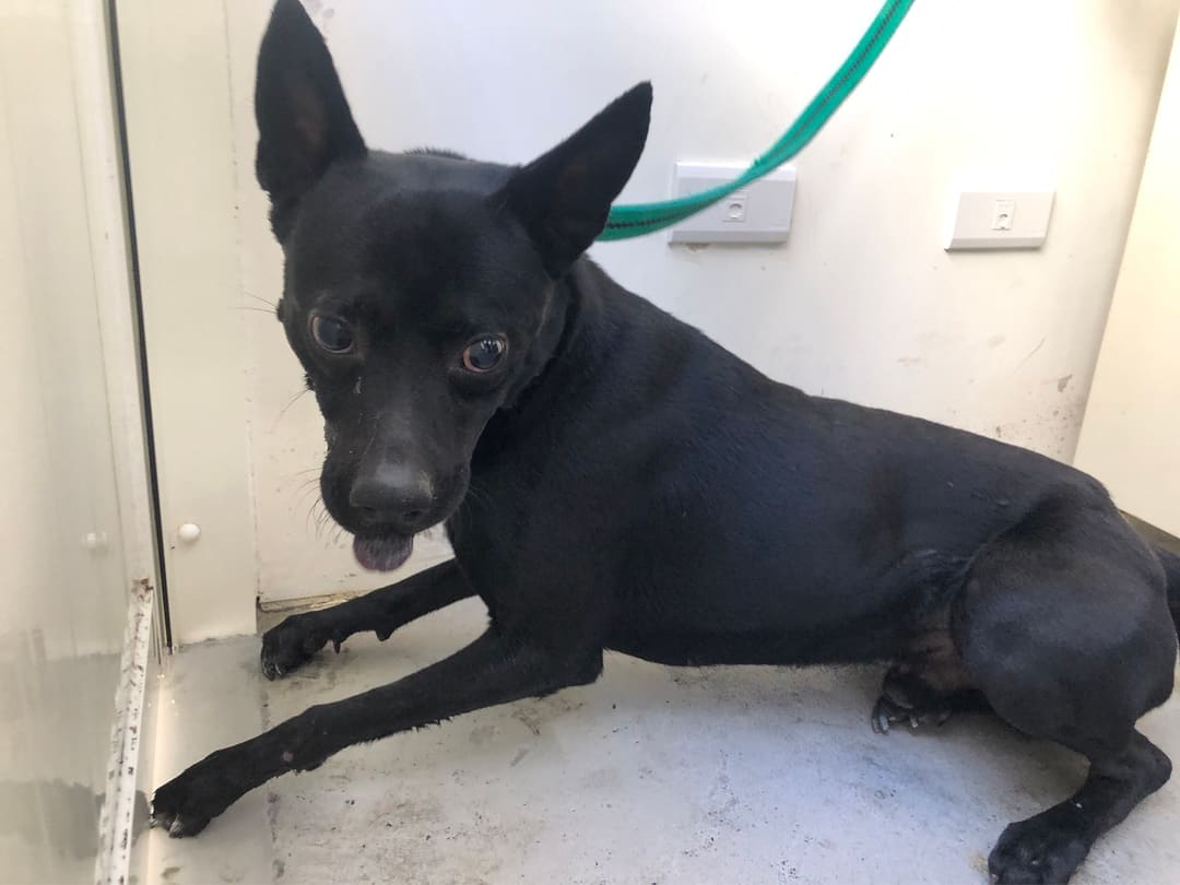Photo of No. 111122010, Adult · Male · Medium · Mixed breed