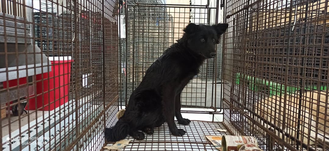 Photo of No. 1111220D01, Young · Female · Medium · Mixed breed