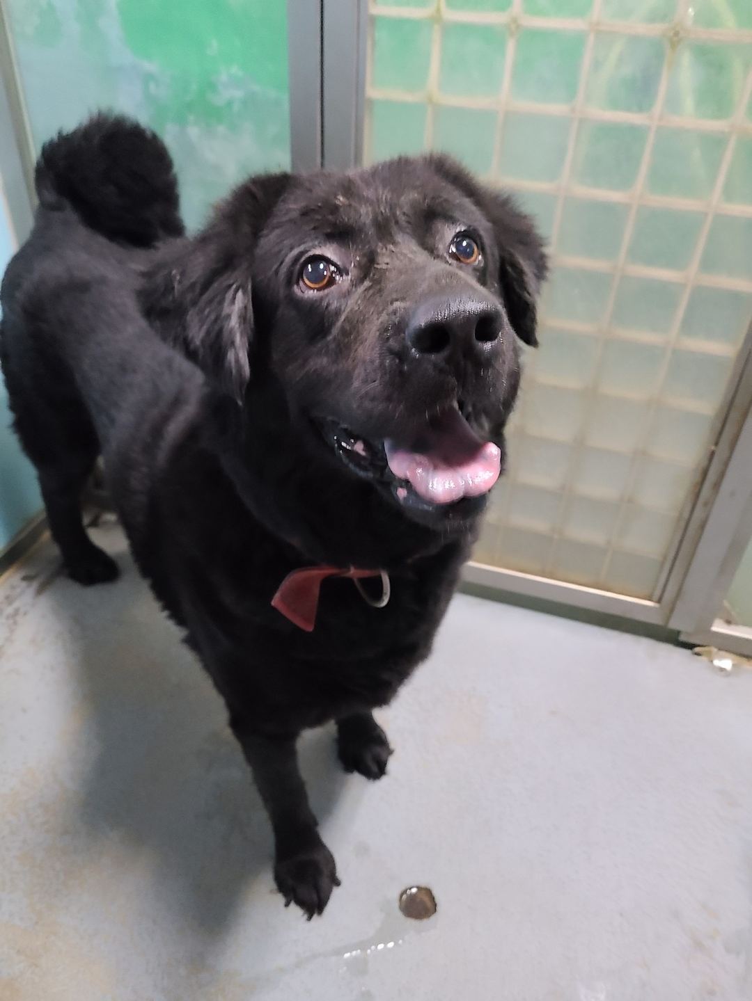 Photo of No. 111032602, Adult · Female · Medium · Mixed breed