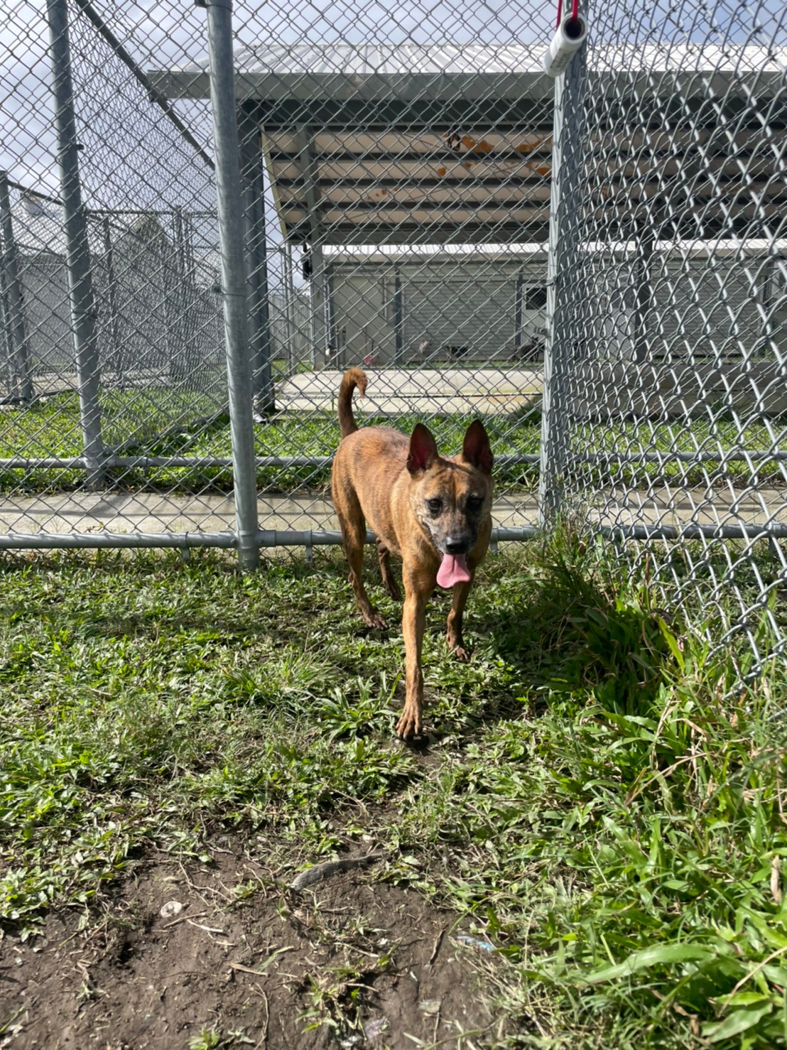 Tabby young female mixed-breed dog, Small, shelter no. …0405
