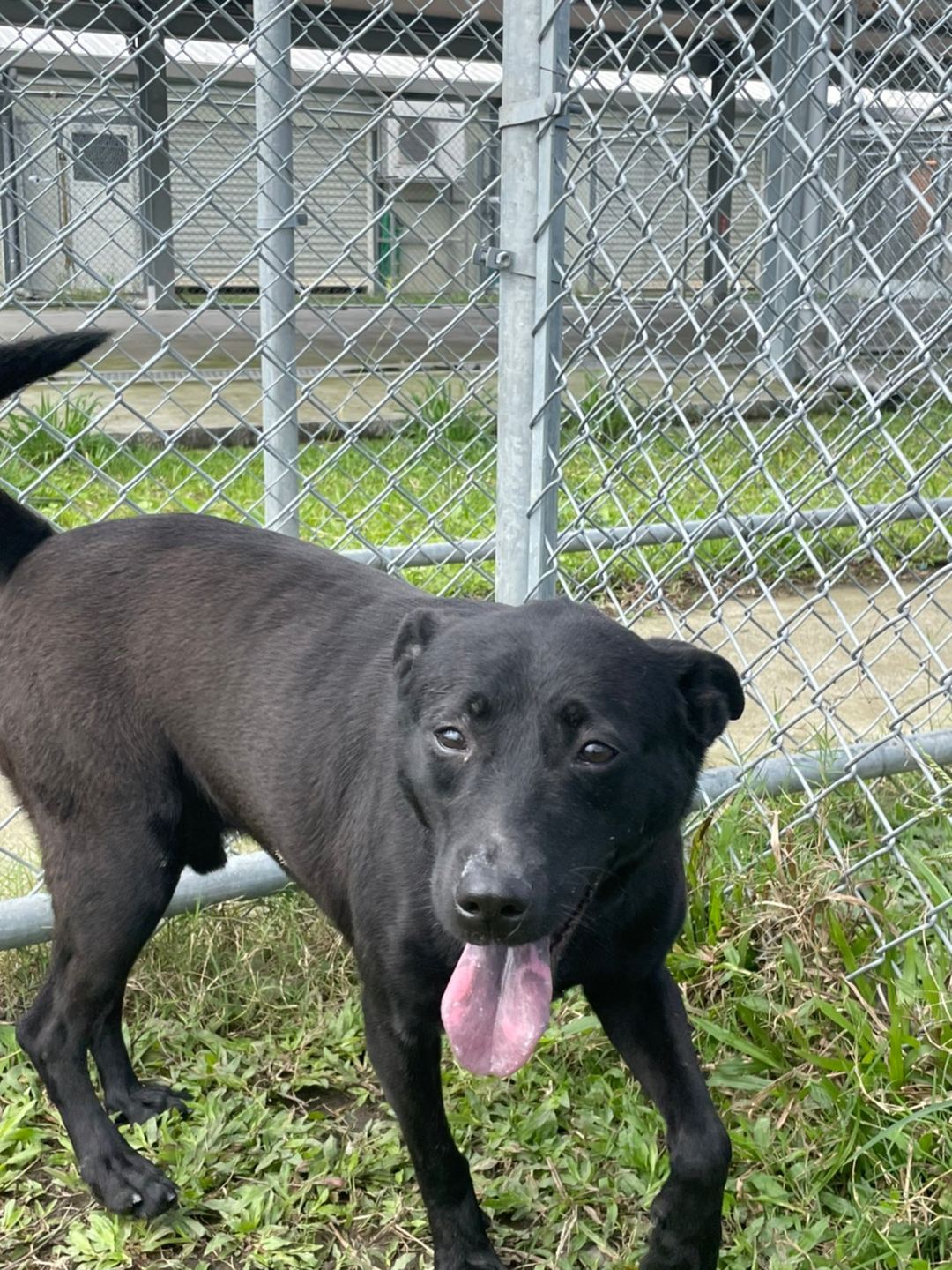 Photo of No. 111052704, Adult · Male · Medium · Mixed breed