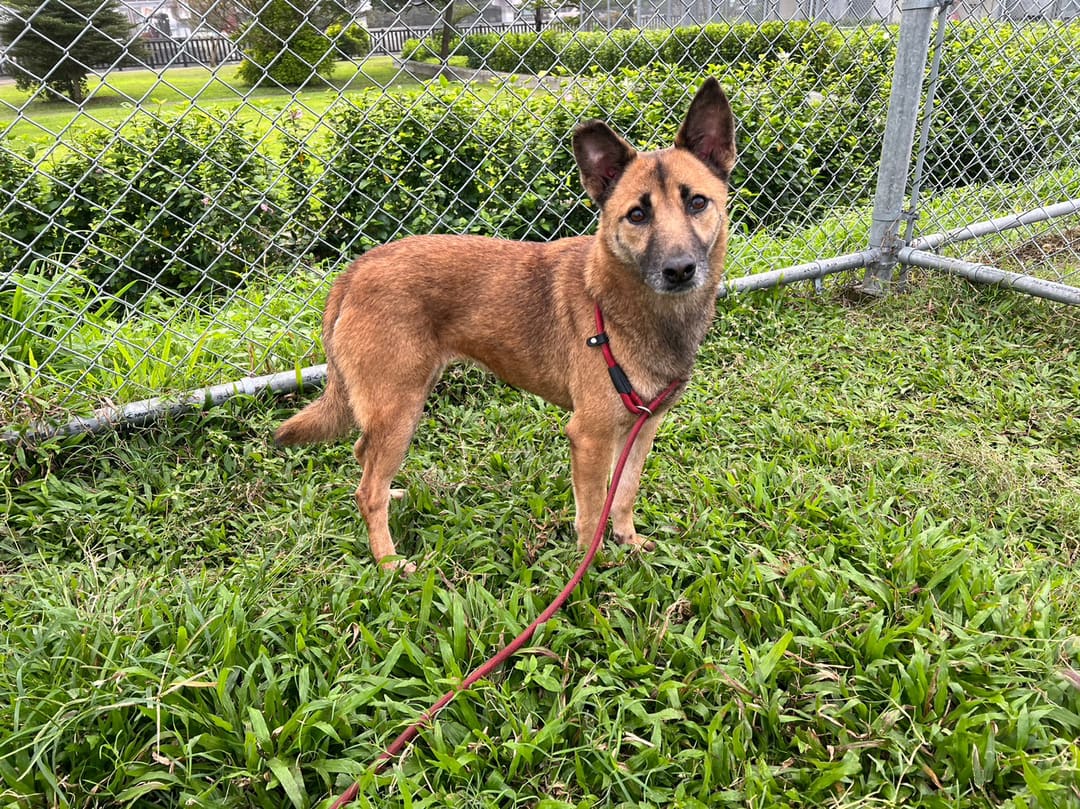 Photo of No. 108120601, Adult · Female · Medium · Mixed breed