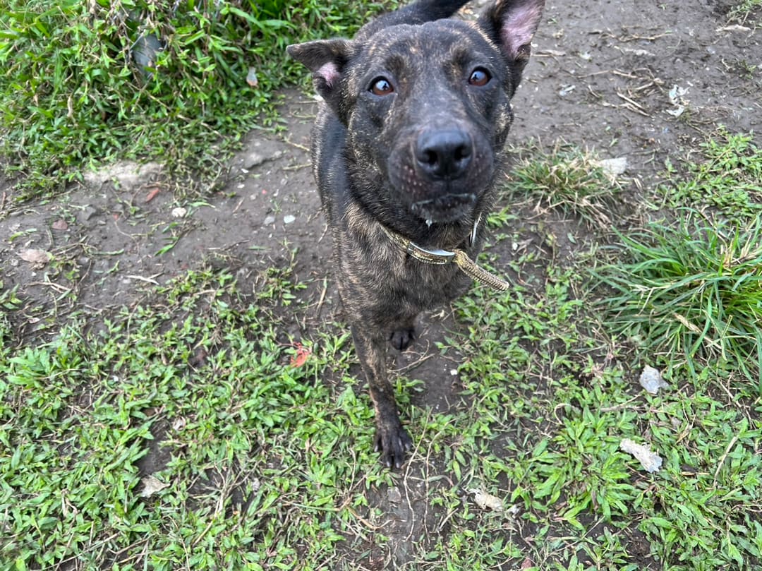 Photo of No. 110120701, Adult · Female · Medium · Mixed breed