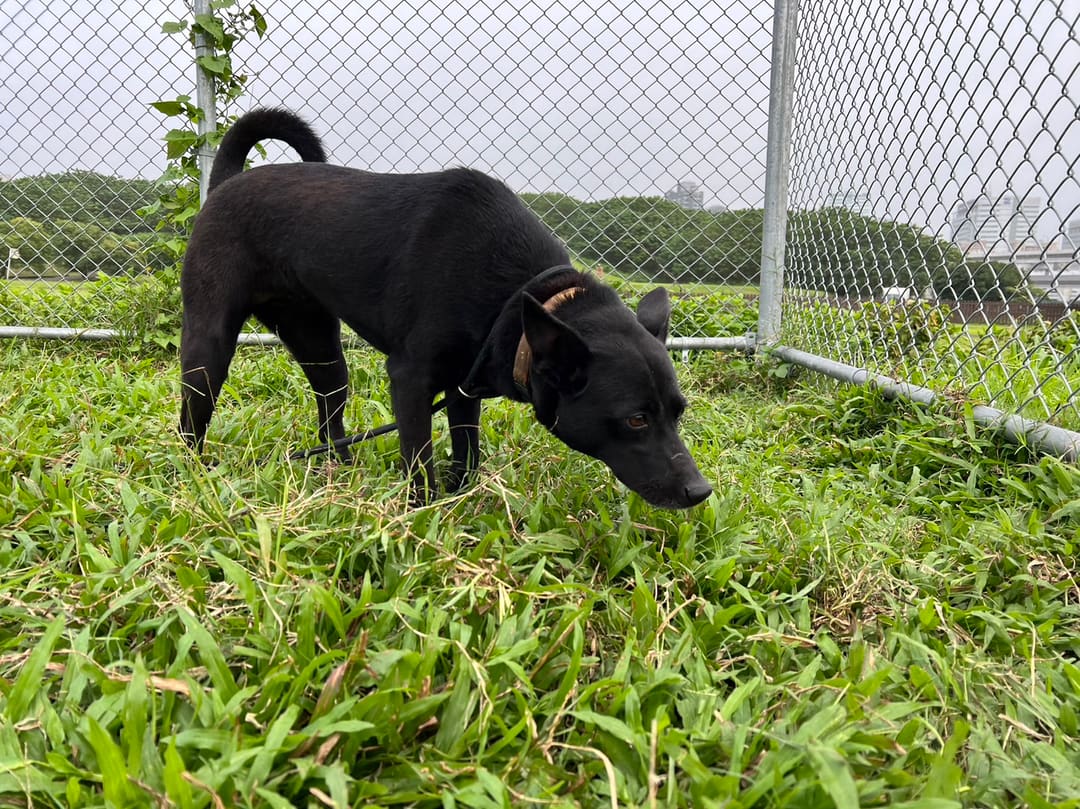 Photo of No. 110122303, Adult · Female · Medium · Mixed breed