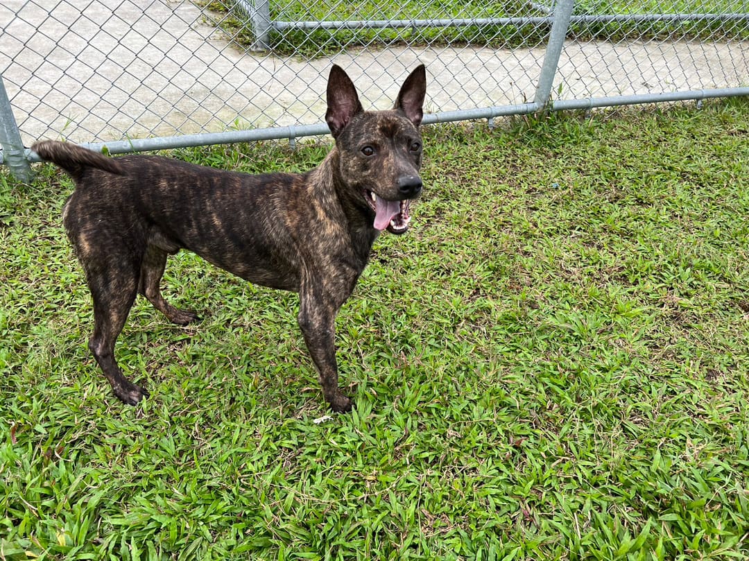 Photo of No. 111092103, Adult · Male · Medium · Mixed breed