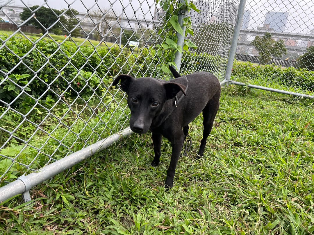 Black adult male mixed-breed dog, Medium, shelter no. …1109