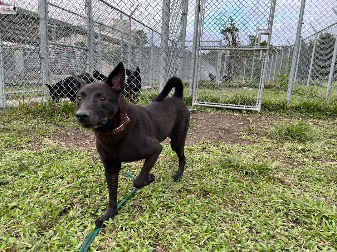 Black young male mixed-breed dog, Small, shelter no. …1806