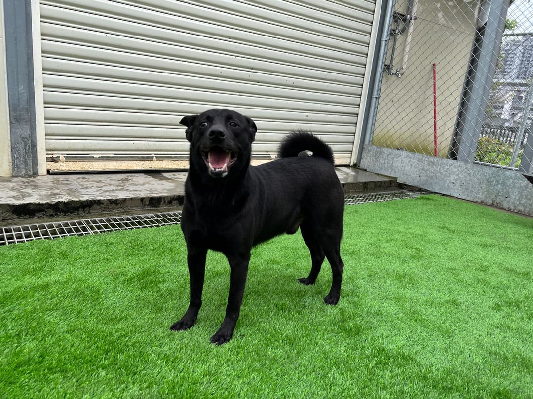 Photo of No. 111010602, Adult · Male · Medium · Mixed breed