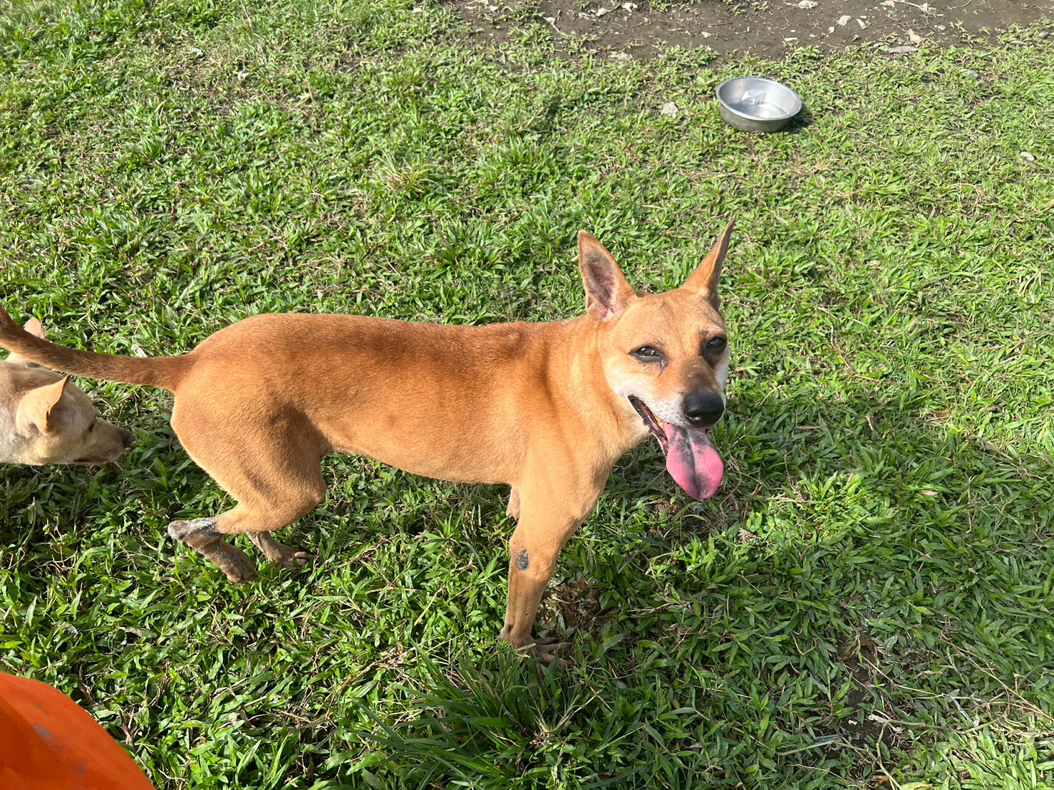 Photo of No. 107071603, Adult · Female · Medium · Mixed breed