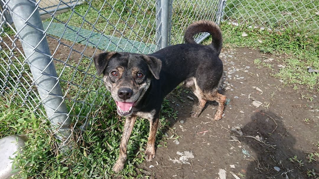 Photo of No. 110021805, Adult · Male · Medium · Mixed breed
