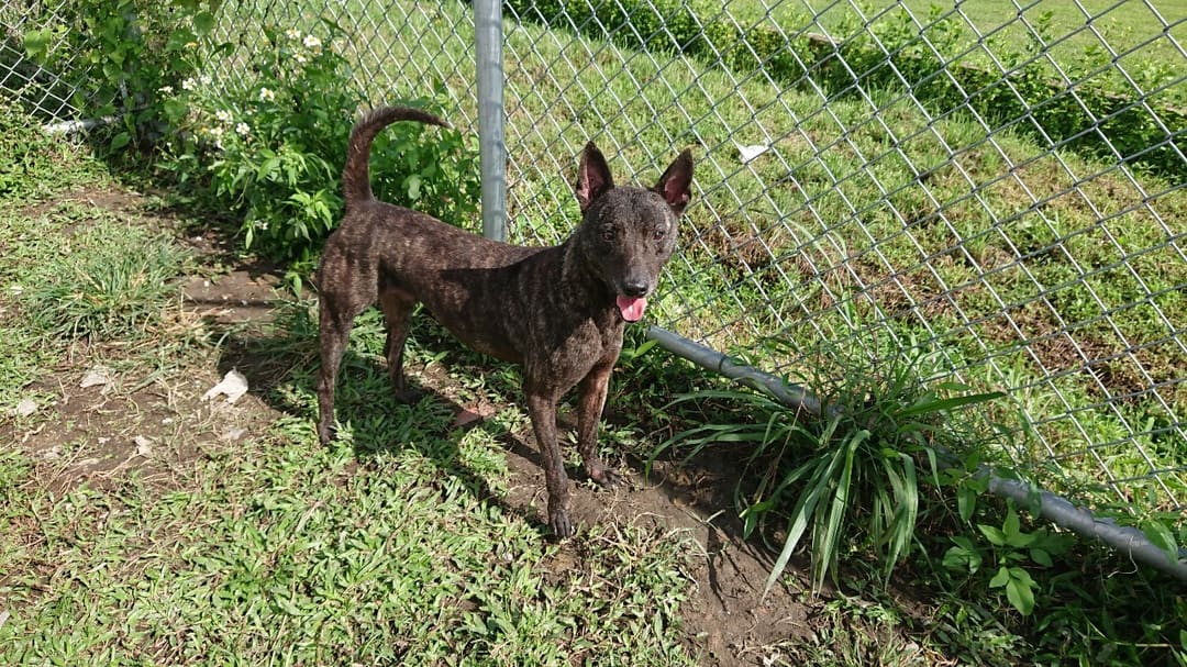 Photo of No. 110031708, Adult · Male · Medium · Mixed breed