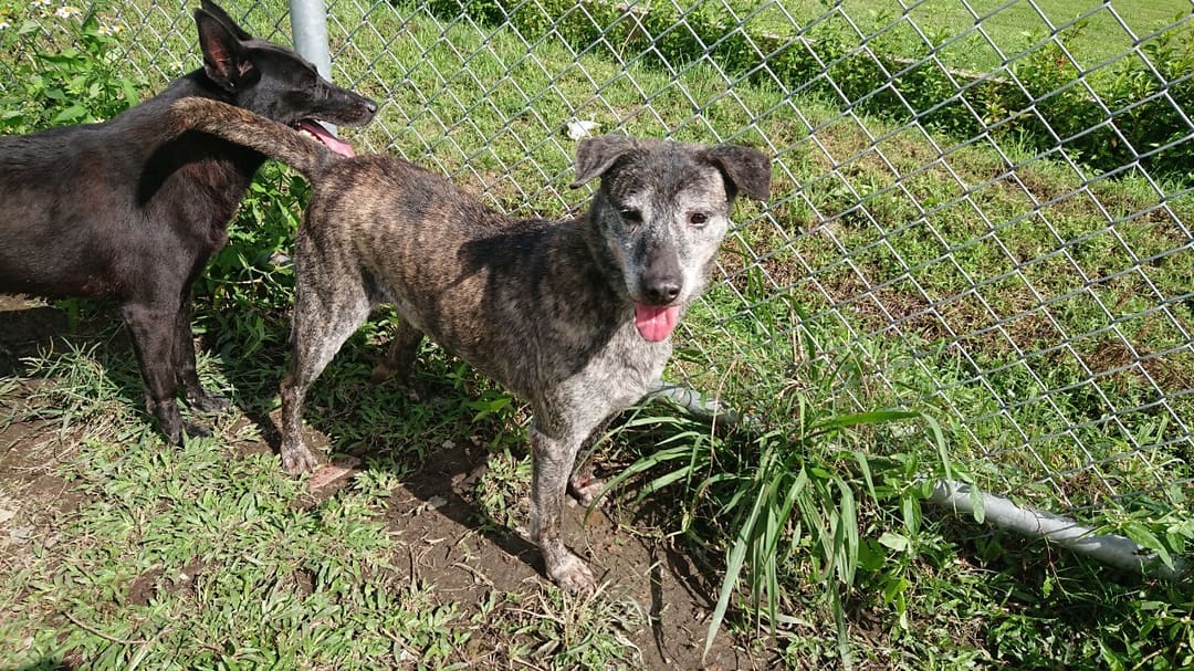 Photo of No. 104100402, Adult · Male · Medium · Mixed breed