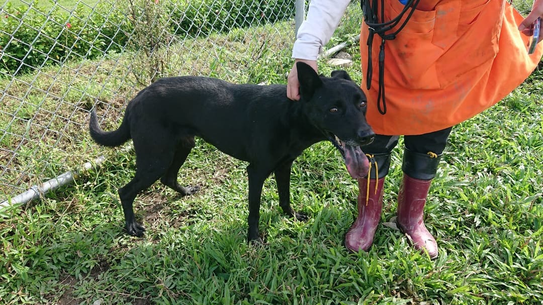 Black adult male mixed-breed dog, Medium, shelter no. …2203