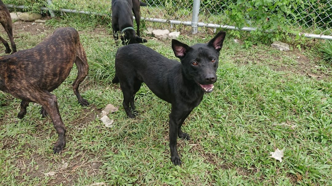 Photo of No. 110062911, Adult · Male · Medium · Mixed breed