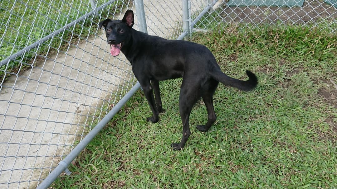 Photo of No. 110101504, Young · Male · Small · Mixed breed
