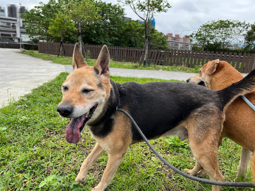 Photo of No. 109042805, Adult · Male · Medium · Mixed breed