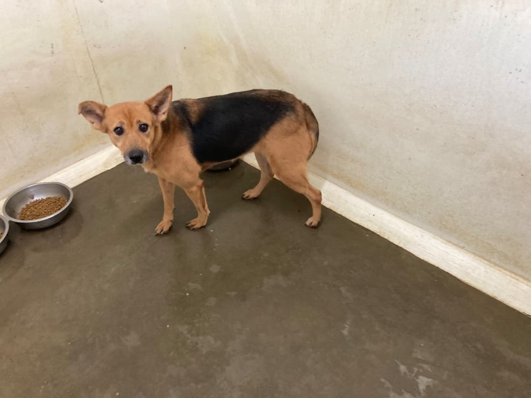Photo of No. 110073003, Adult · Female · Medium · Mixed breed