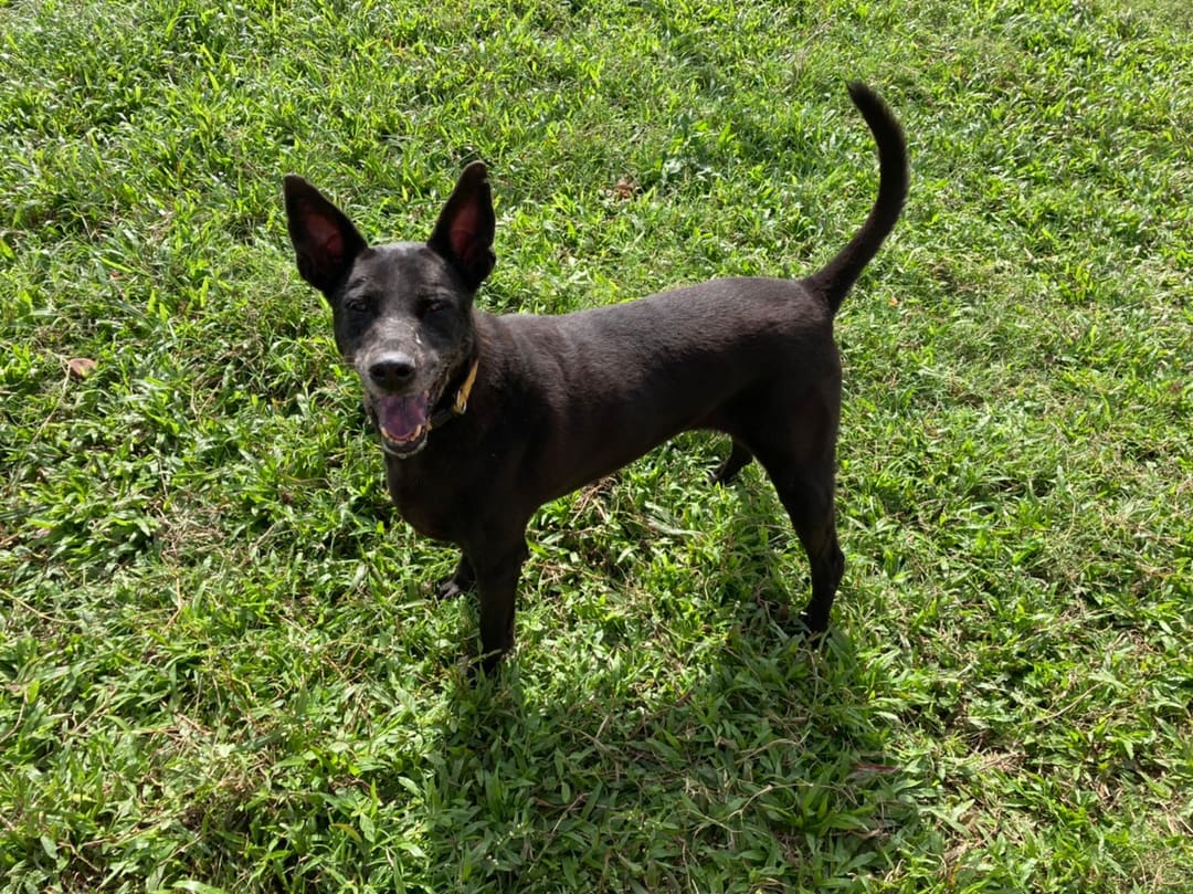 Black adult female mixed-breed dog, Medium, shelter no. …2305